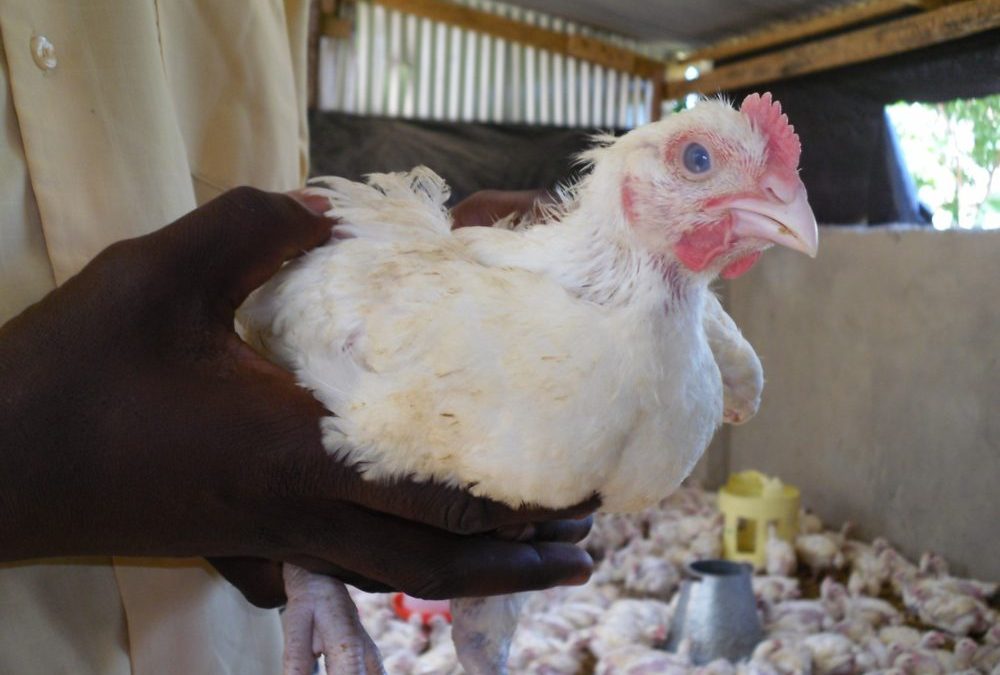 Junges Huhn in der Maststation des Hühnerprojekts in Ukunda